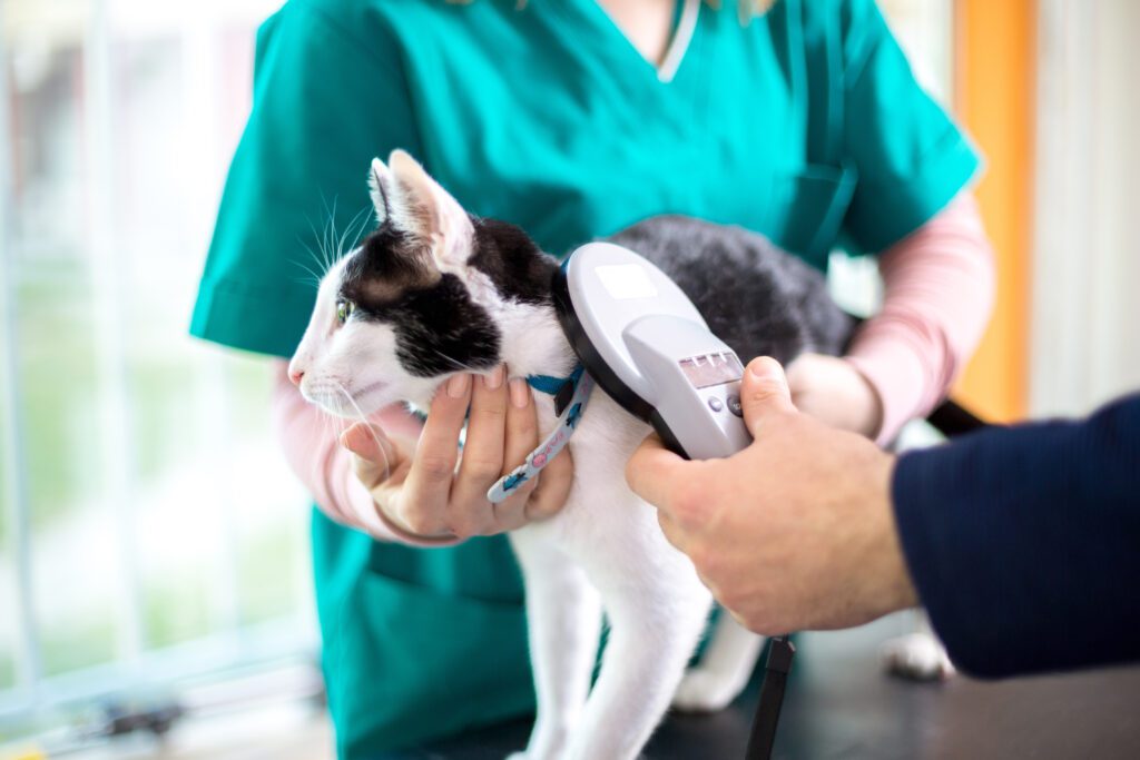 Perbandingan Layanan di All American Animal Hospital dengan Klinik Hewan Lainnya